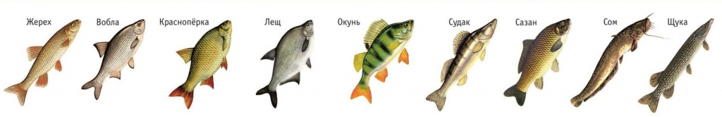 Виды рыб в Астрахани